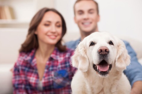 pet