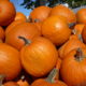 Celebrate National Pumpkin Day with these Four Great Recipes!